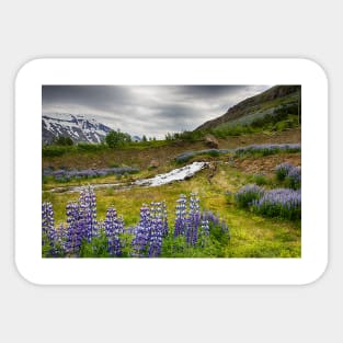 Field of Lupines Sticker